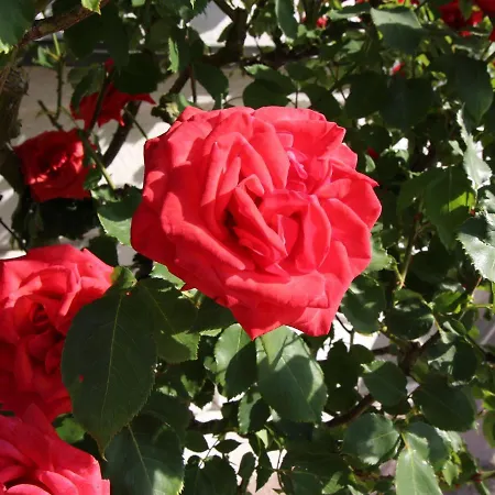 Am Schlosspark Superior (adults Only) 3*